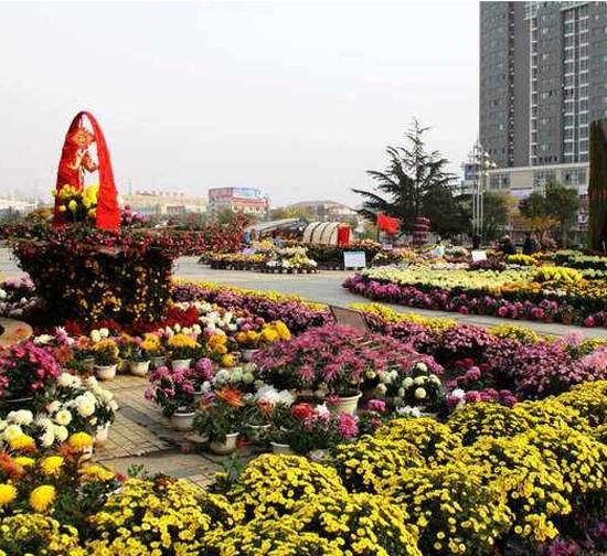 西藏 城市菊展设计